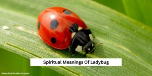 10 Spiritual Meanings Of Ladybug With No Spots Explained