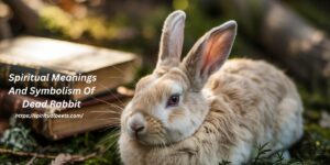 20 Spiritual Meanings And Symbolism Of Dead Rabbit