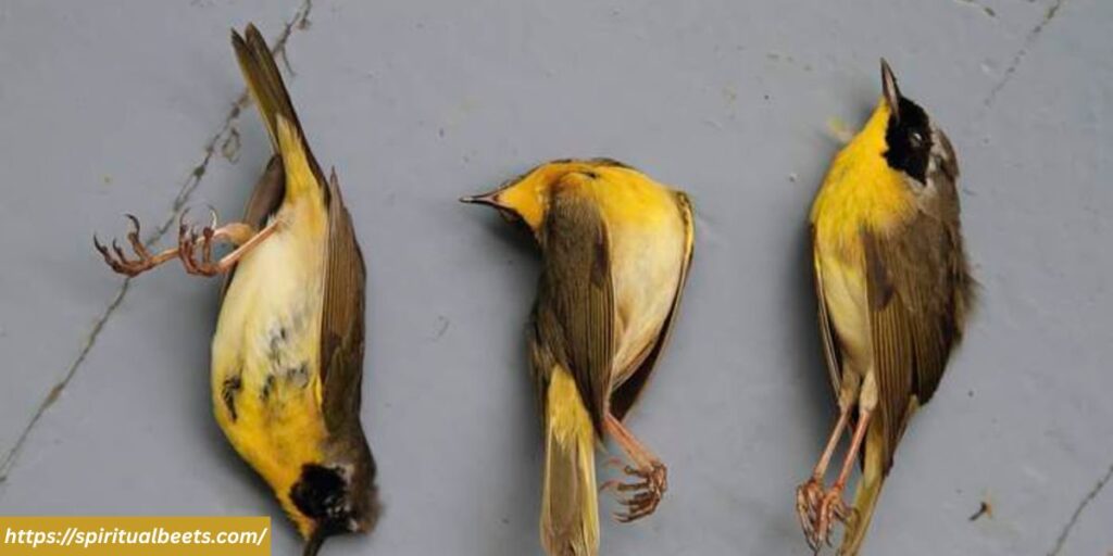 3 Dead birds meaning spiritually