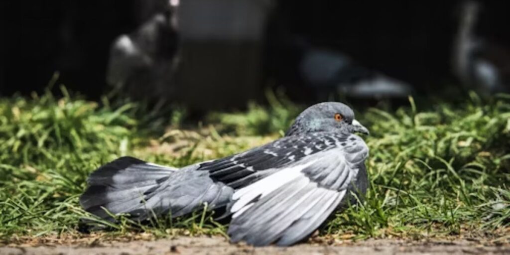 Are Dead Birds Associated with Any Specific Omens?