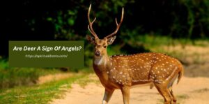 Are Deer A Sign Of Angels?