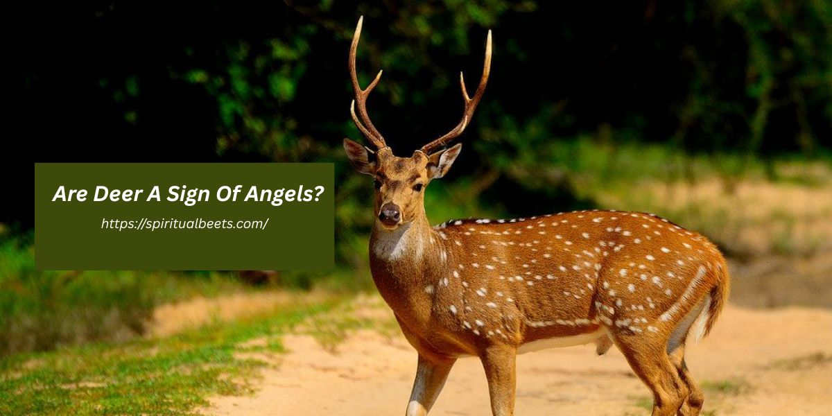 Are Deer A Sign Of Angels?