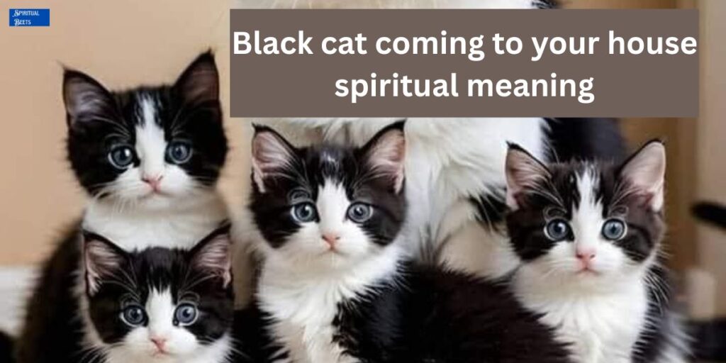 Black cat coming to your house spiritual meaning