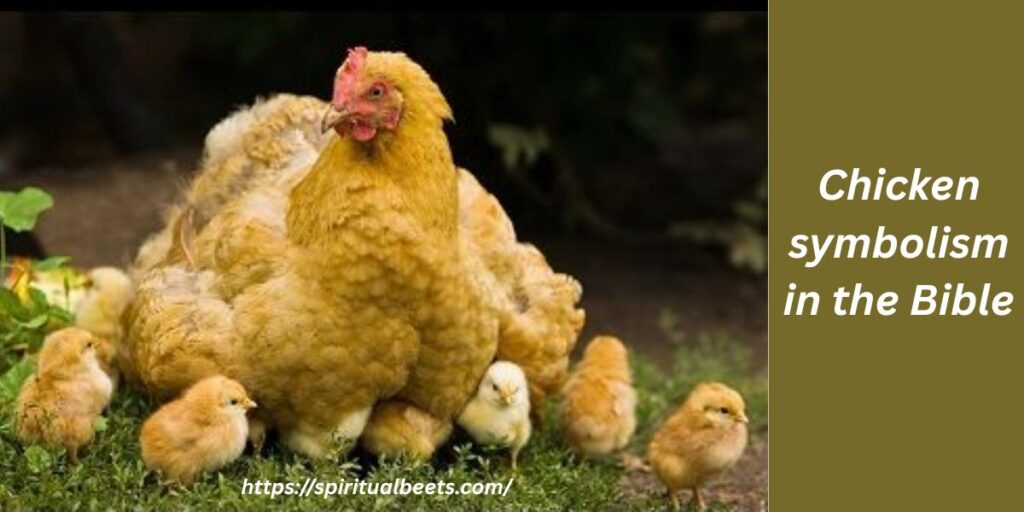 Chicken symbolism in the Bible
