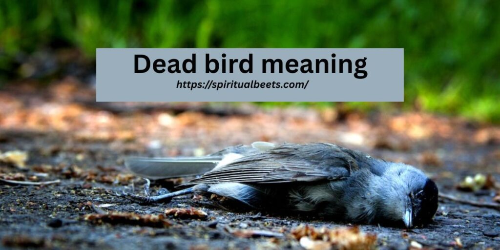 Dead bird meaning