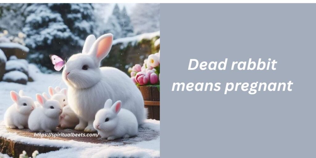 Dead rabbit means pregnant