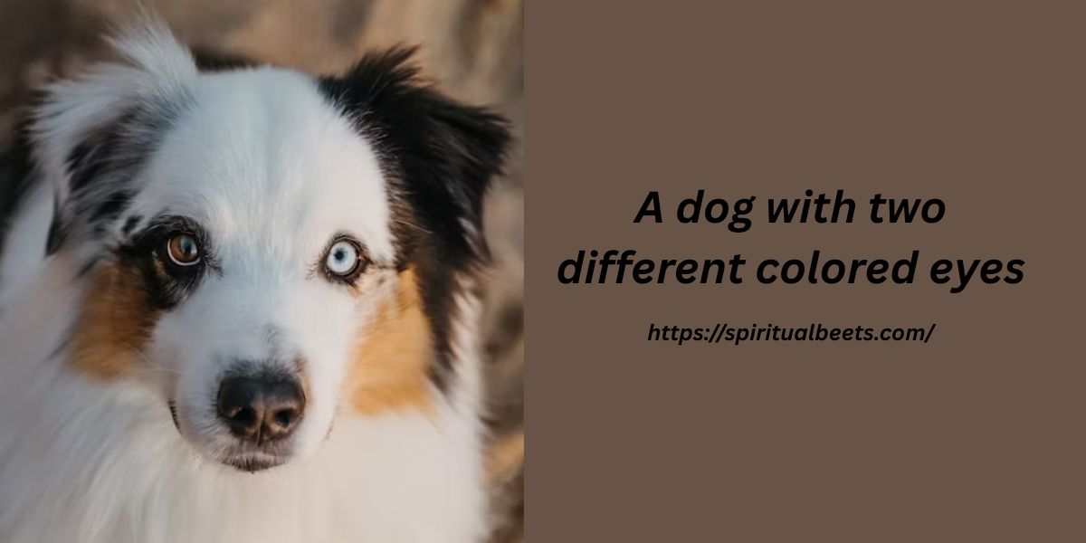 Dog With 2 Different Colored Eyes: Spiritual Meaning