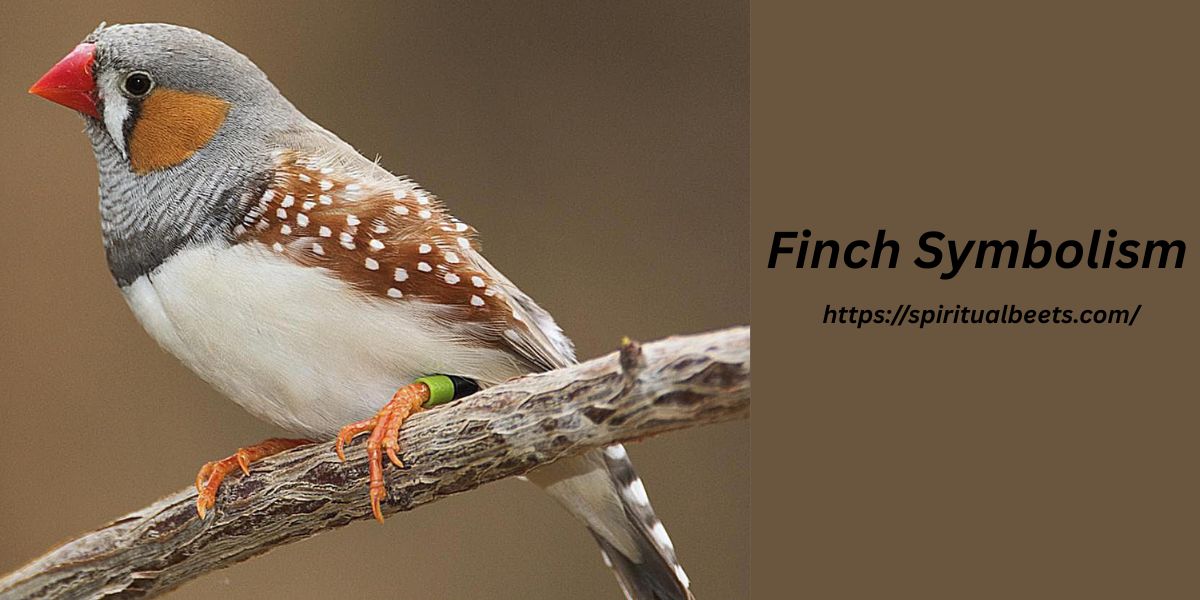 Finch Symbolism And Spiritual Meaning Explained