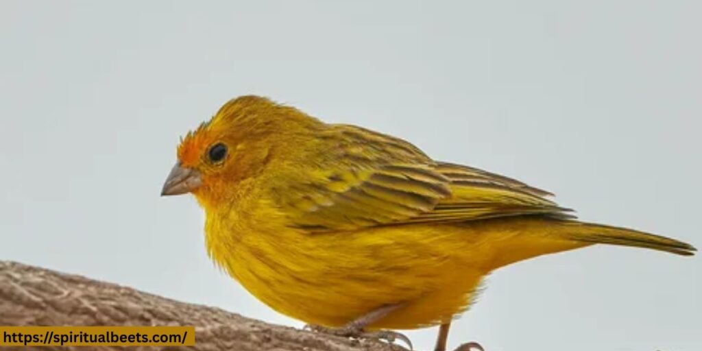 Finch meaning spiritual