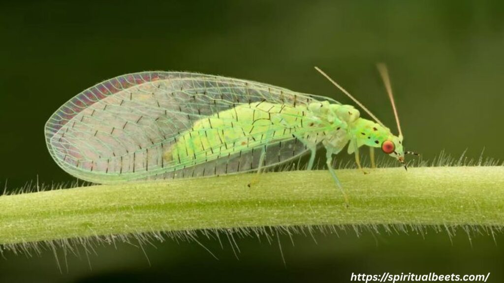 Green Lacewing: Bridging the Seen and Unseen Worlds