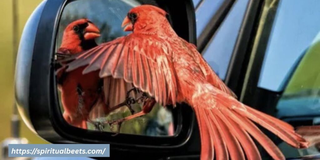 Hitting a red bird with your car spiritual meaning