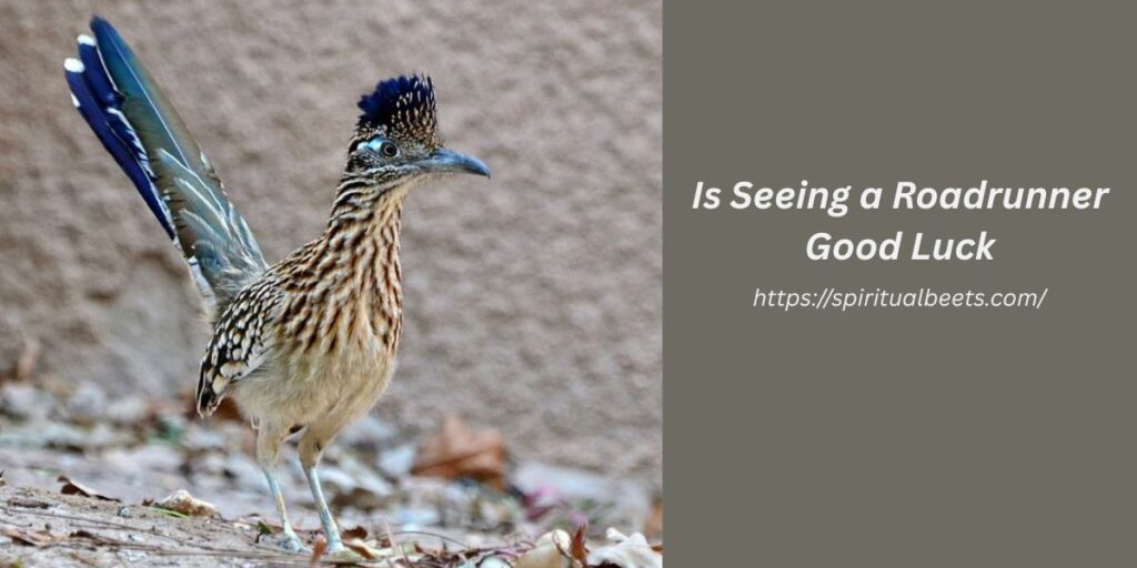 Is Seeing a Roadrunner Good Luck