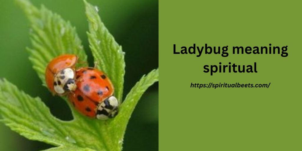 Ladybug meaning spiritual