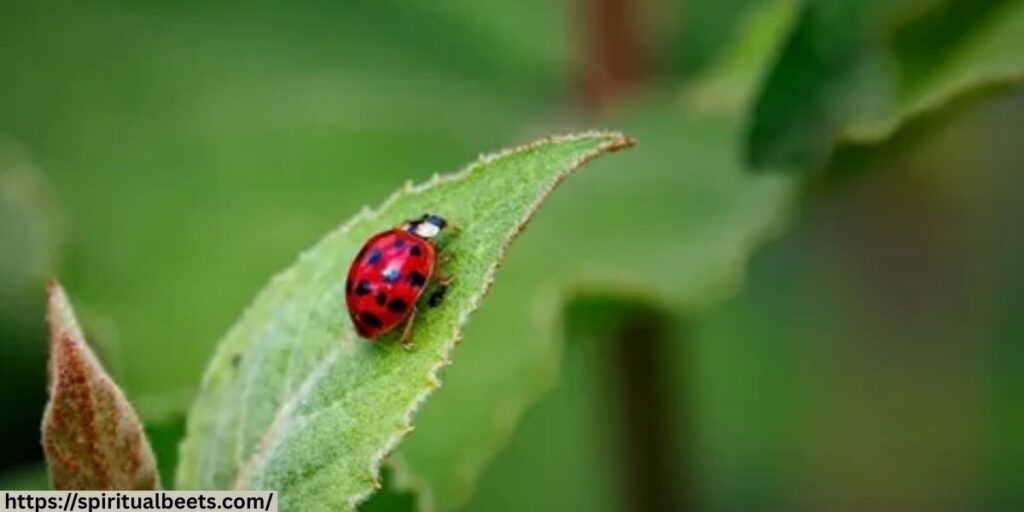 Ladybug spots spiritual meaning