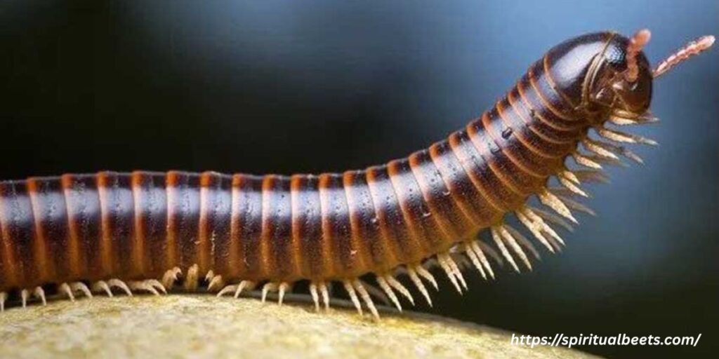 Living the Millipede Medicine