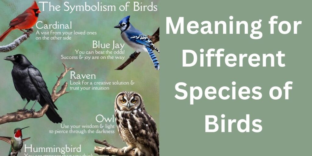 Meaning for Different Species of Birds