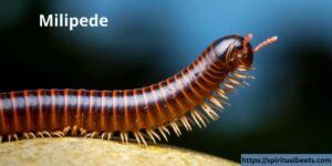 Millipede Spiritual Meaning, Symbolism And Totem
