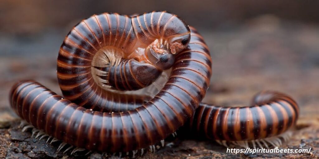 Millipede as a Spirit Animal Totem