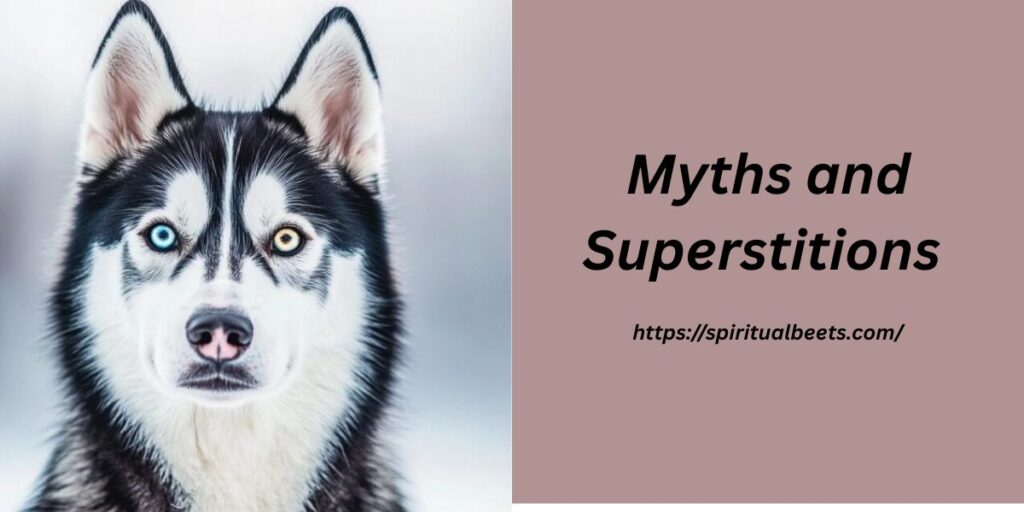 Myths and Superstitions About 2 Different Colored Eyes