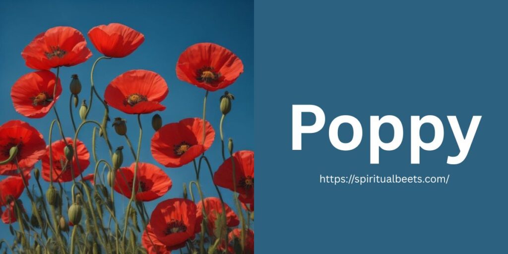 Poppy