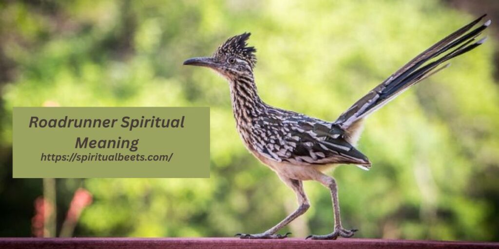Roadrunner Spiritual Meaning