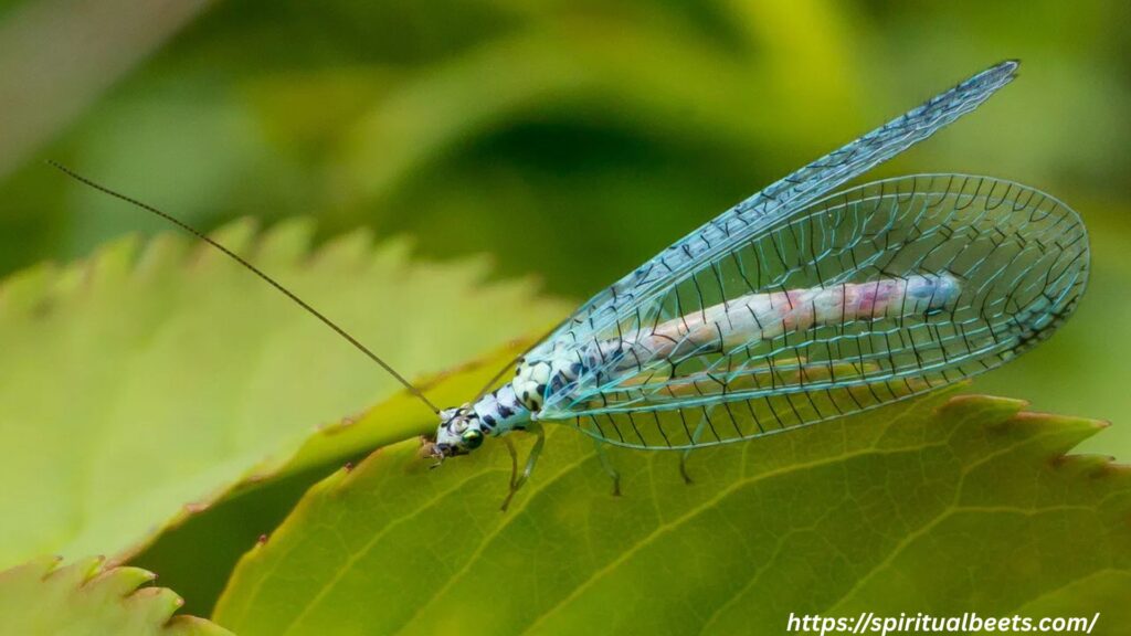 Spiritual Meaning Of Green Lacewing in Dreams