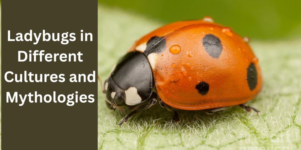 Spiritual Meaning of Ladybugs in Different Cultures and Mythologies