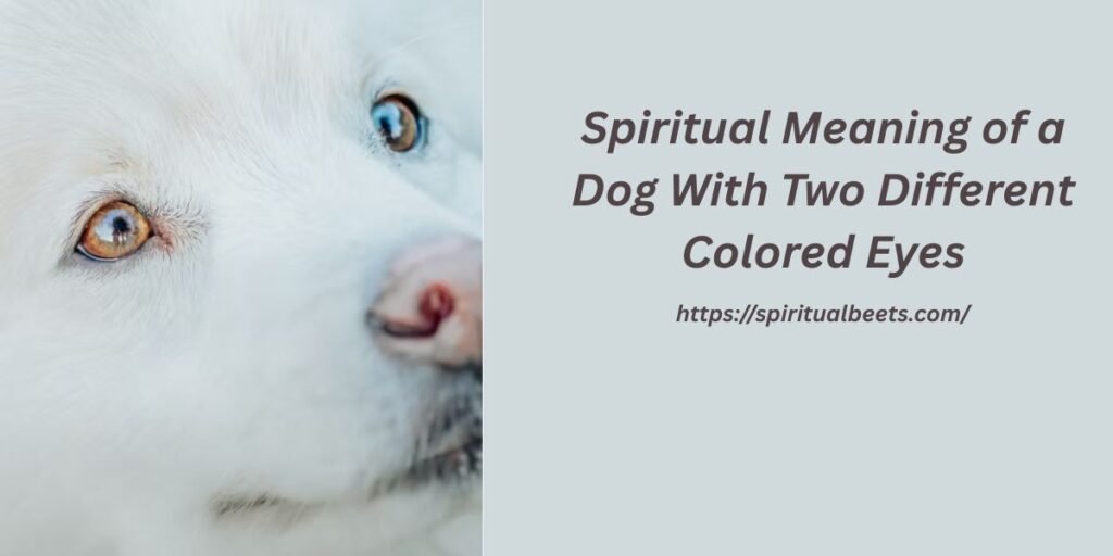 Spiritual Meaning of a Dog With Two Different Colored Eyes