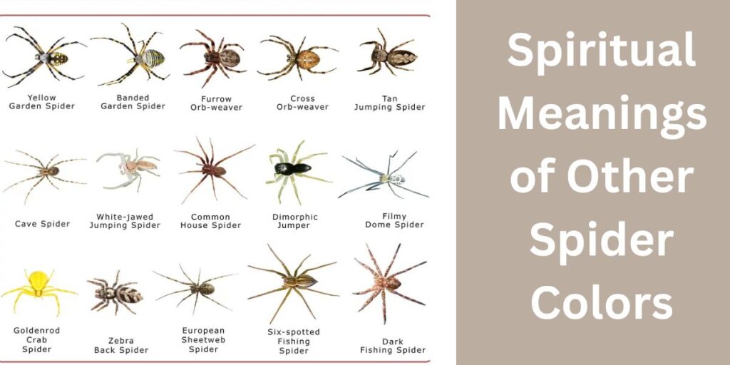 Spiritual Meanings of Other Spider Colors
