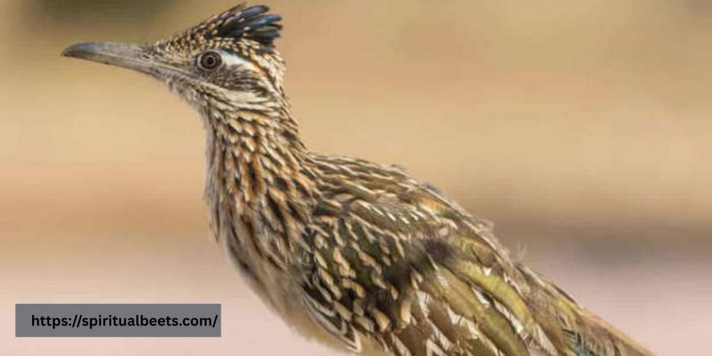 Spiritual meaning of a roadrunner