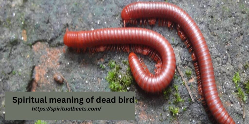 Spiritual meaning of dead bird