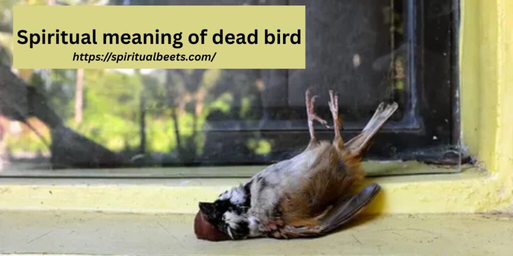 Spiritual meaning of dead bird