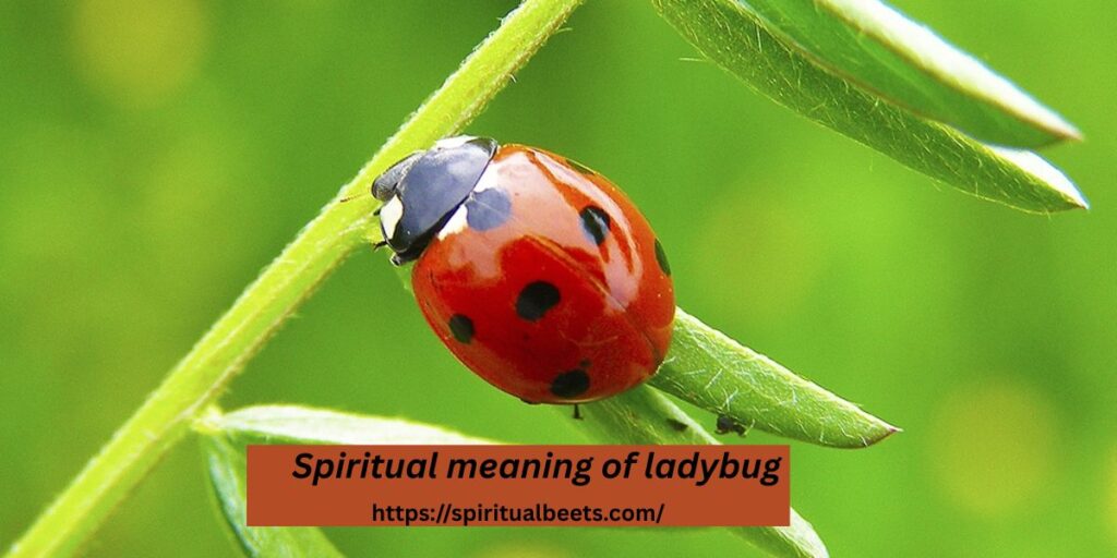 Spiritual meaning of ladybug