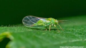 The Spiritual Meaning Of A Green Lacewing 