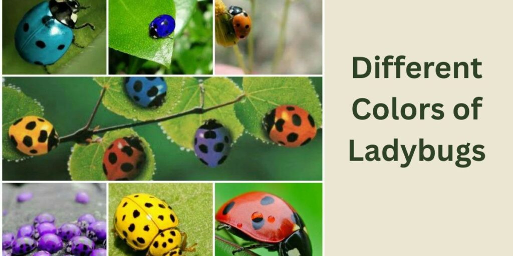 The Spiritual Meaning of Different Colors of Ladybugs