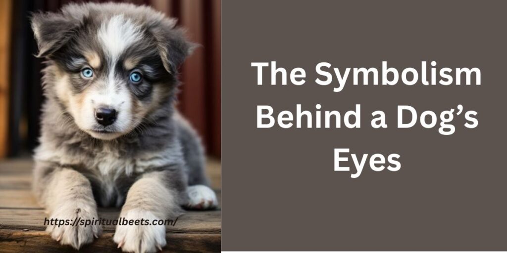 The Symbolism Behind a Dog’s Eyes