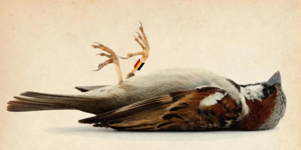 Understanding The Spiritual Meaning Of Dead Birds: Biblical Symbolism