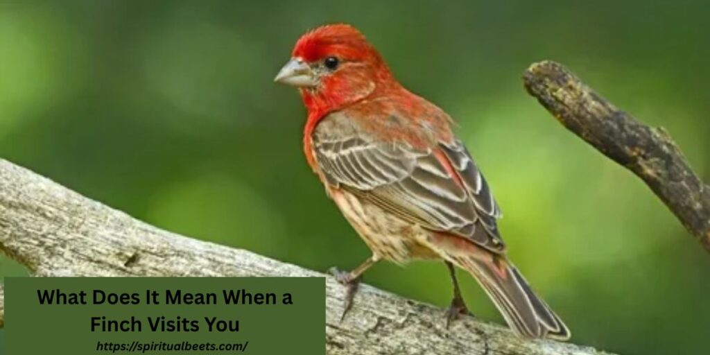 What Does It Mean When a Finch Visits You