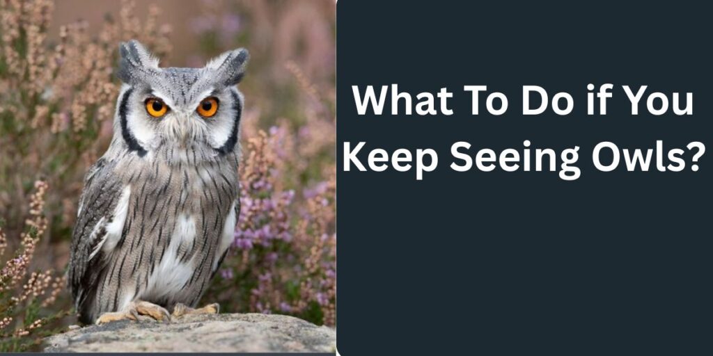 What To Do if You Keep Seeing Owls?