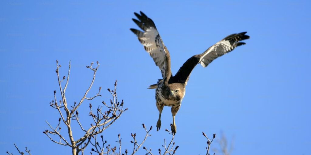 What are the Different Species of Birds and Their Symbolism?