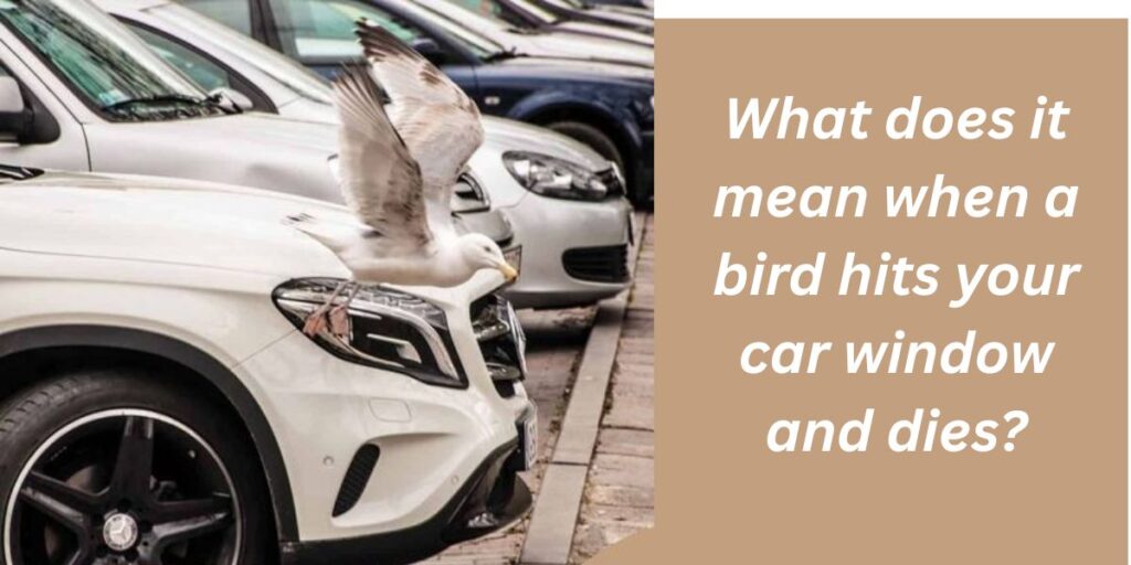 What does it mean when a bird hits your car window and dies?