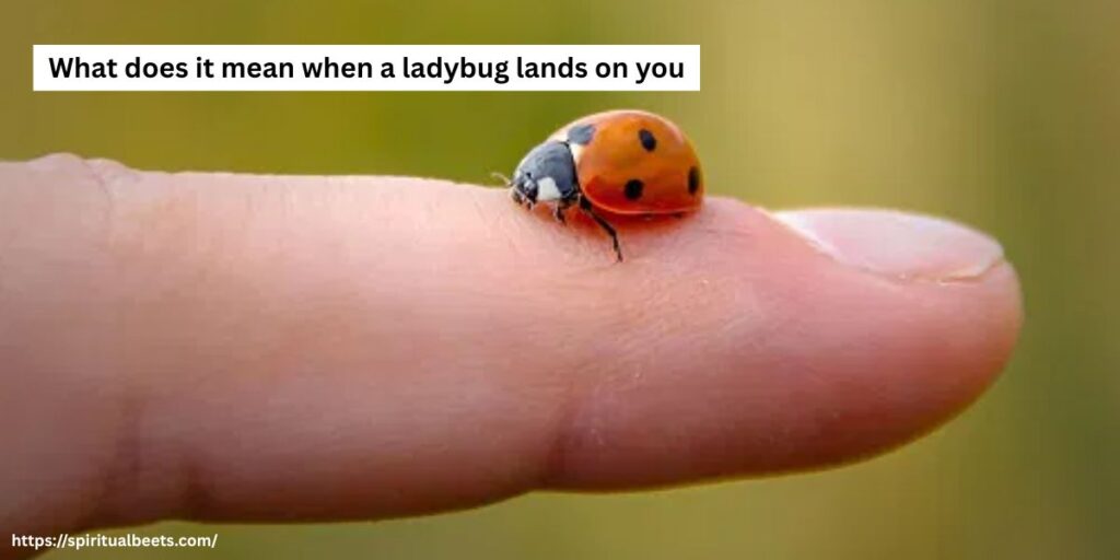 What does it mean when a ladybug lands on you