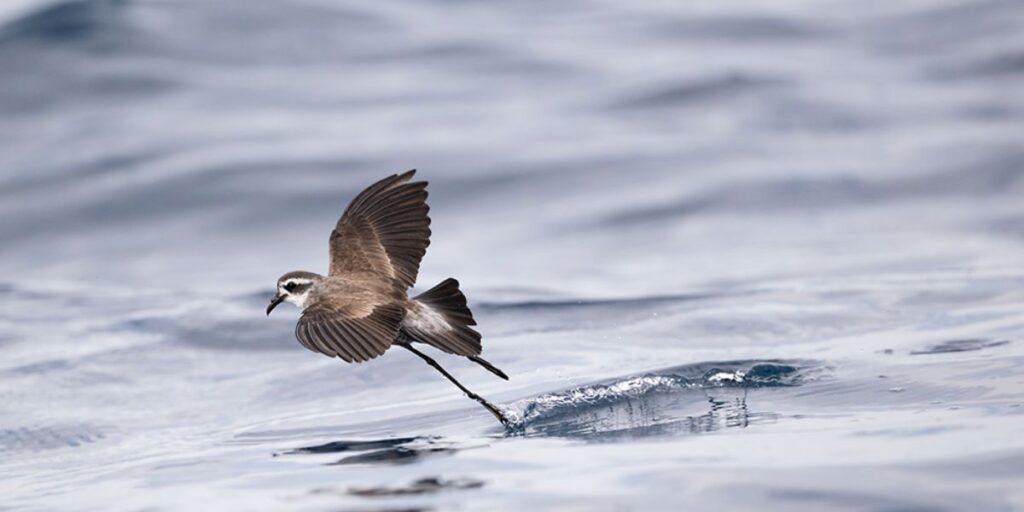 What is the Biblical Meaning of Dead Birds?