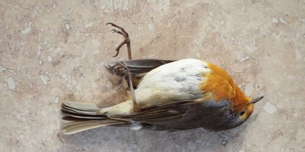 What is the symbolic meaning of a dead bird on the porch?