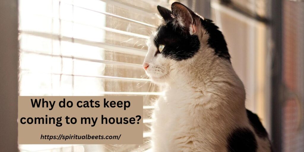Why do cats keep coming to my house?