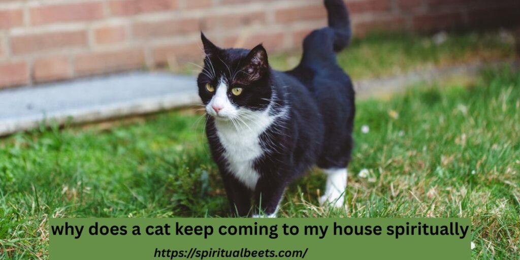 Why does a cat keep coming to my house spiritually?