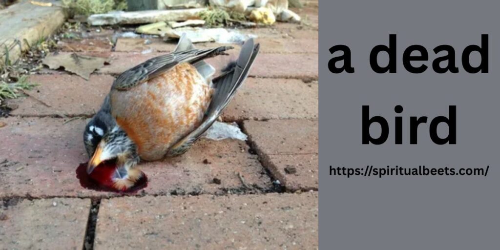 a dead bird