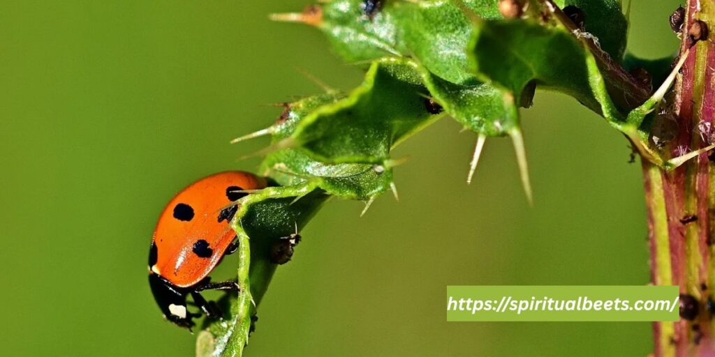are ladybug spots symmetrical