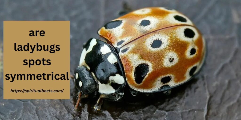 are ladybugs spots symmetrical