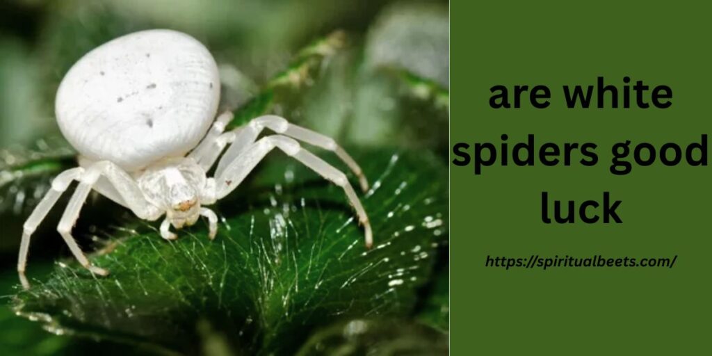 are white spiders good luck